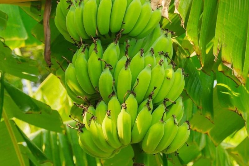 Benefits Of Eating Raw Bananas: Five Health Advantages Of Green Bananas