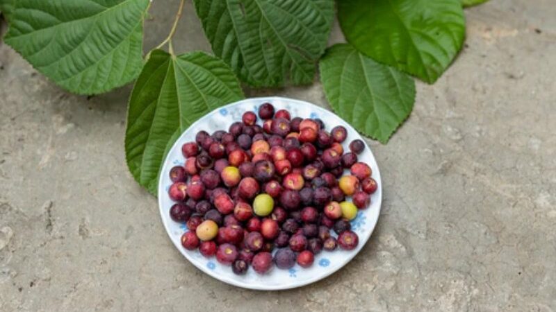 Benefits Of Falsa Fruit For Skin: 5 Advantages Of Eating Indian Sherbet Berries