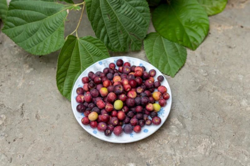 Benefits Of Falsa Fruit For Skin: 5 Advantages Of Eating Indian Sherbet Berries
