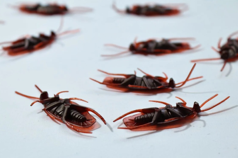 The Importance of Cockroach Control Sydney