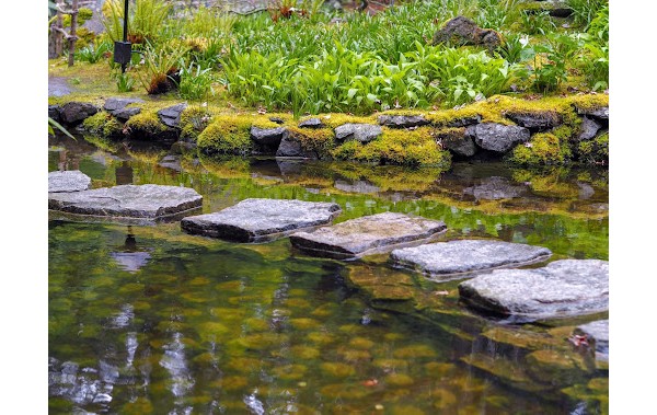 The Art of Aquatic Weed Control: A Guide to Maintaining a Pristine Waterscape