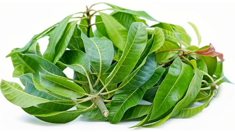 6 Advantages Of Boiled Mango Leaves