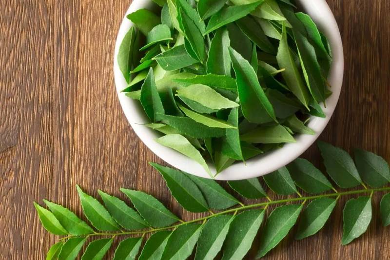 Benefits Of Kadi Patta: 5 Unexpected Ways This Herb Encourages Optimal Health
