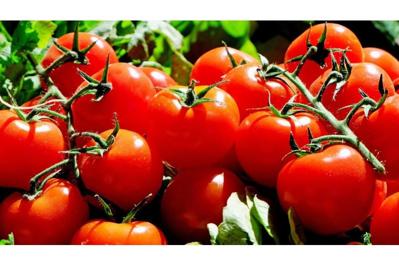 Tomatoes Have Several Health Advantages, Including Improved Digestion, Radiant Skin, And Heart Health
