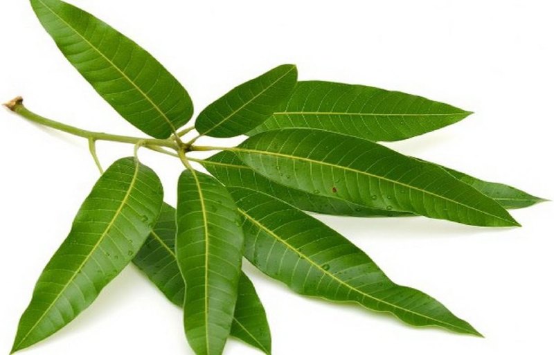 Incredible Health Advantages Of Mango Leaves