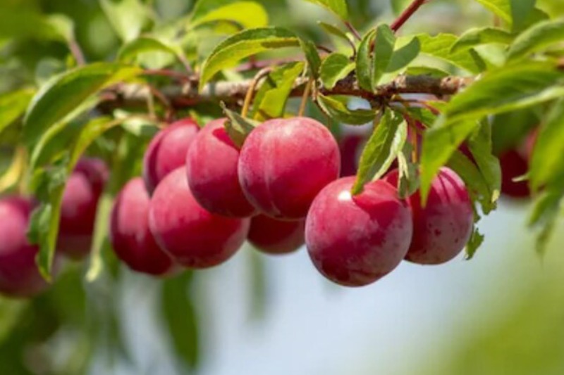 Plums Health Benefits Include Strengthening Bones, Promoting Heart Health, and Regulating Blood Sugar