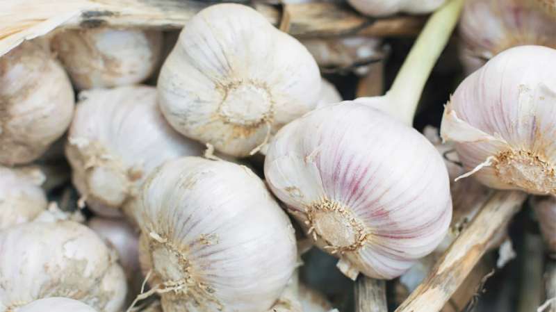 Benefits of Sprouted Garlic: 7 Reasons for Eating One Raw Garlic Clove Every Day on an Empty Stomach