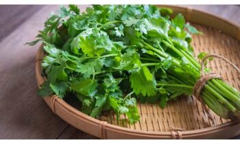 Coriander Leaves Water Benefits