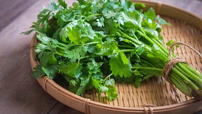7 Health Benefits of Drinking Coriander Water on Empty Stomach