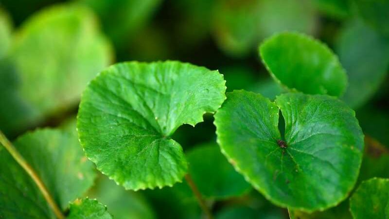 Gotu Kola: 5 Advantages For Skin Health