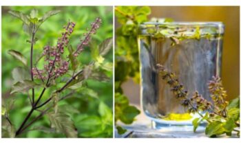Tulsi Water Benefits