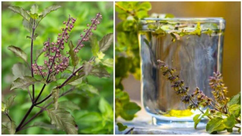 Tulsi Water: 5 Health Benefits Of Drinking Tulsi Water Every Morning