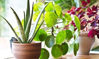 Indoor Plants