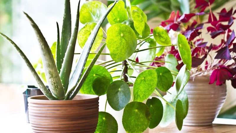 5 Incredible Health Benefits of Indoor Plants