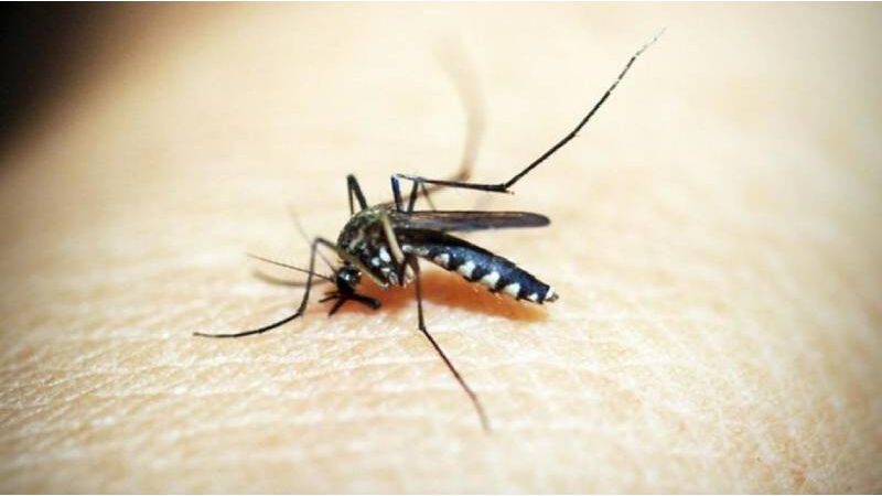 Malaria Causes and Important Risk Factors in Summer