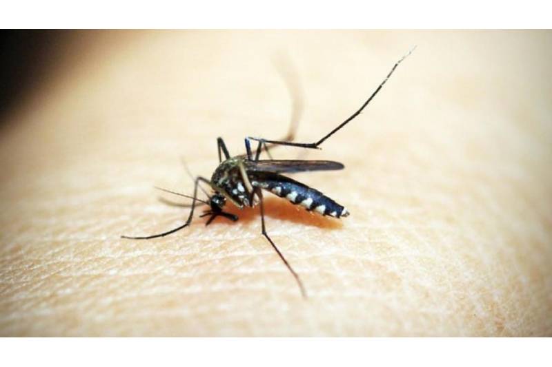 Malaria Causes and Important Risk Factors in Summer