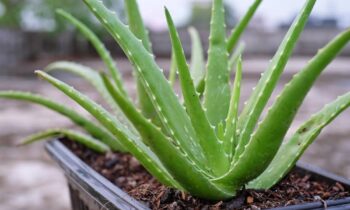 Aloe Vera Benefits