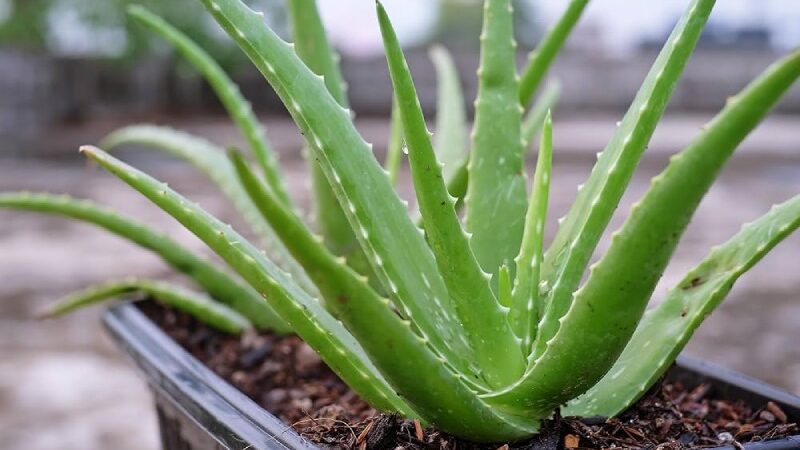 Aloe Vera: 7 Advantages for Skin Care & More