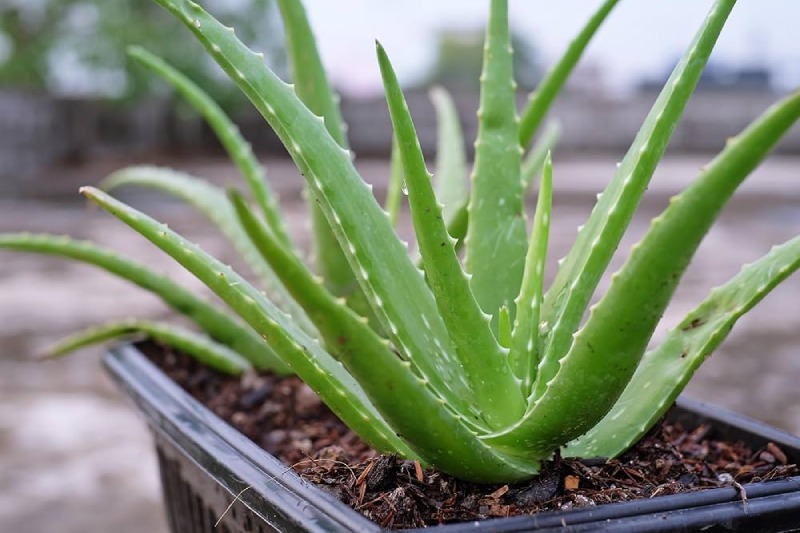 Aloe Vera: 7 Advantages for Skin Care & More