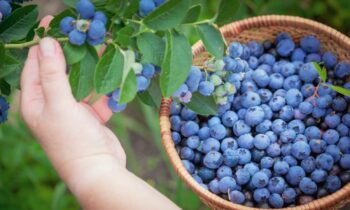 Blueberries Benefits