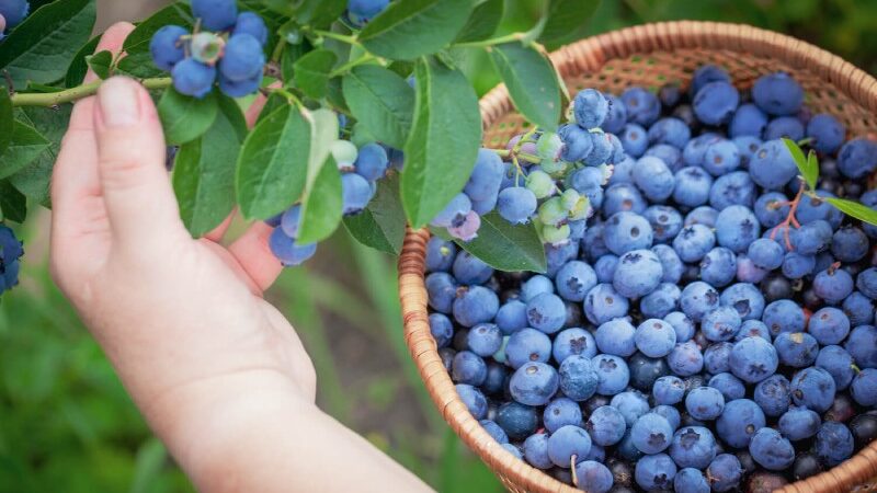 5 Health Advantages of Blueberries for Summer Diet