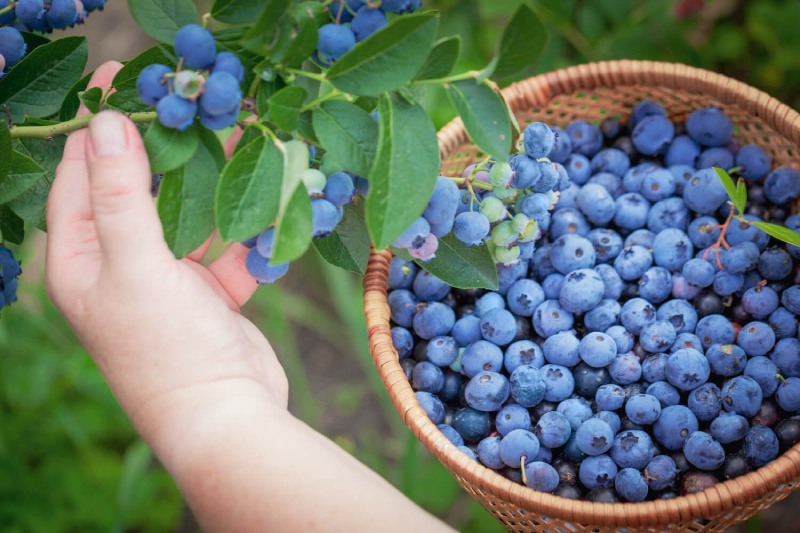 5 Health Advantages of Blueberries for Summer Diet