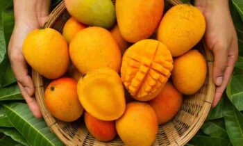 Mango Advantages