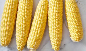 Sweet Corn