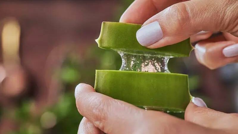 5 Natural Remedies Effective for Itchy Skin Rash