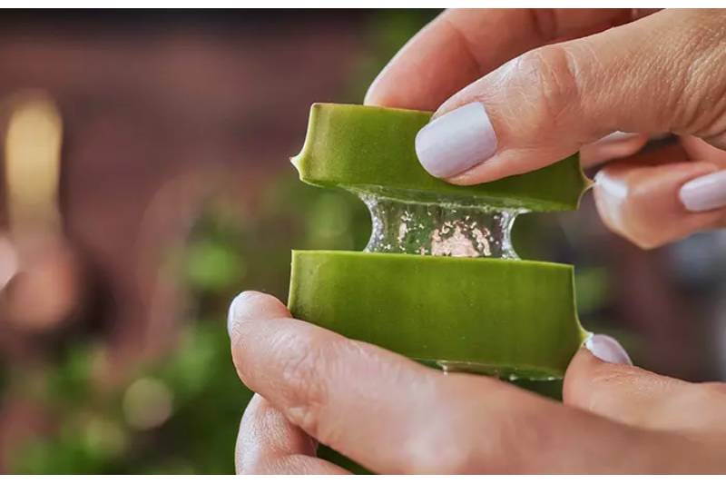5 Natural Remedies Effective for Itchy Skin Rash