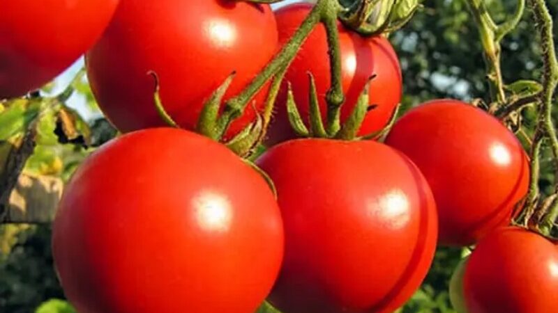 5 Advantages of Eating Raw Tomatoes Every Day