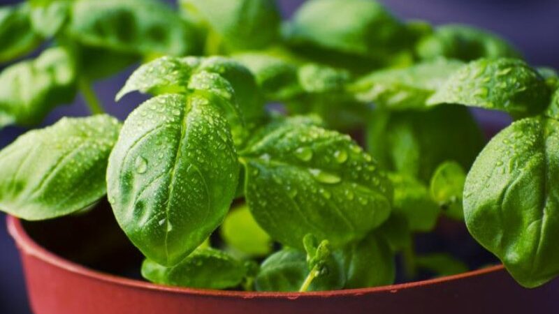 5 Nutritious Reasons for Including Basil in Every Meal