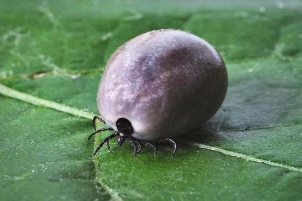 Kick Ticks Out of Your Yard with Optimum Pest Control Solutions